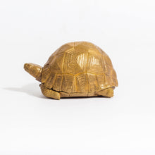 Load image into Gallery viewer, Tortoise Bowl