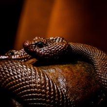 Load image into Gallery viewer, Skull with Vipers Big