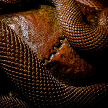 Load image into Gallery viewer, Skull with Vipers Big
