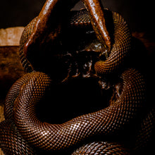 Load image into Gallery viewer, Skull with Vipers Big