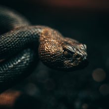 Load image into Gallery viewer, Rattlesnake