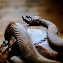 Load image into Gallery viewer, Skull with Vipers Big