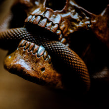 Load image into Gallery viewer, Skull with Vipers Big