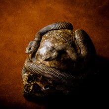 Load image into Gallery viewer, Skull with Vipers Big (Bronze)