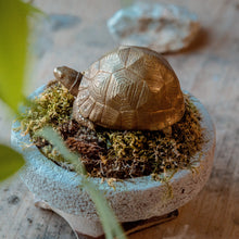 Load image into Gallery viewer, Tortoise Bowl