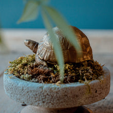 Load image into Gallery viewer, Tortoise Bowl