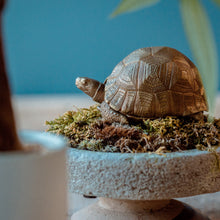 Load image into Gallery viewer, Tortoise Bowl