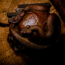 Load image into Gallery viewer, Skull with Vipers Big