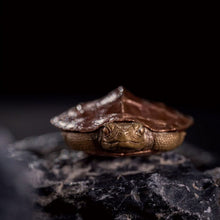 Load image into Gallery viewer, Turtle