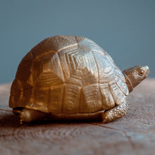 Load image into Gallery viewer, Tortoise Bowl