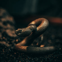 Load image into Gallery viewer, Rattlesnake