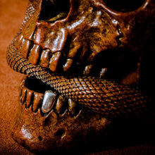 Load image into Gallery viewer, Skull with Vipers Big