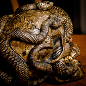 Skull with Vipers Big (Bronze)