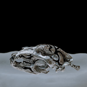 Silver Bear Skull