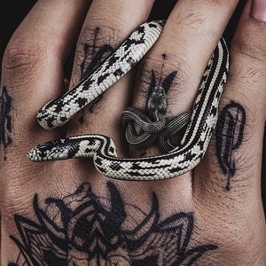 Viper Ring