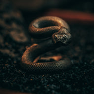 Rattlesnake